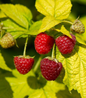 Rubus idaeus 'Groovy PBR'